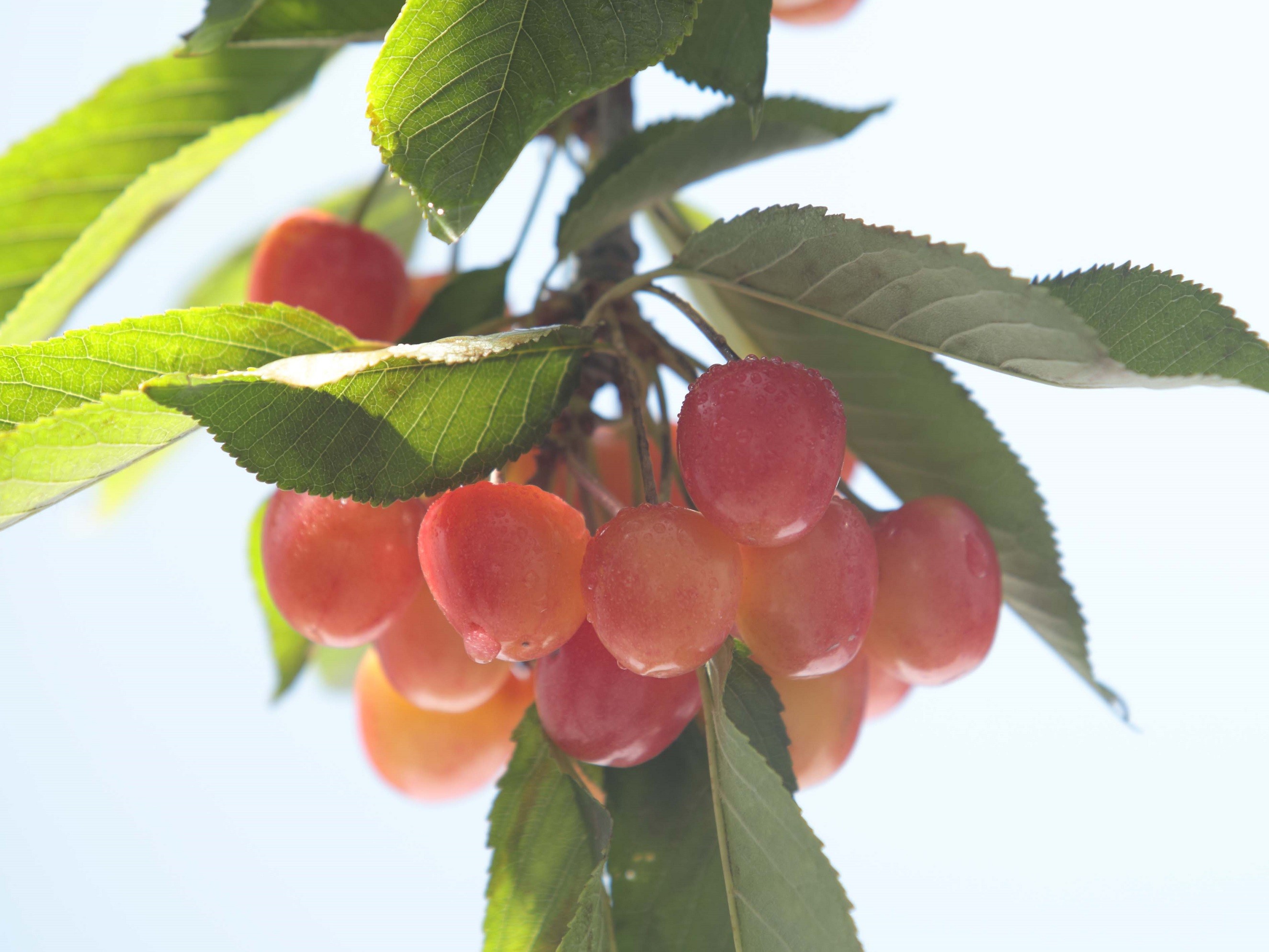 Cherry Koken 山形拿破崙櫻桃萃取