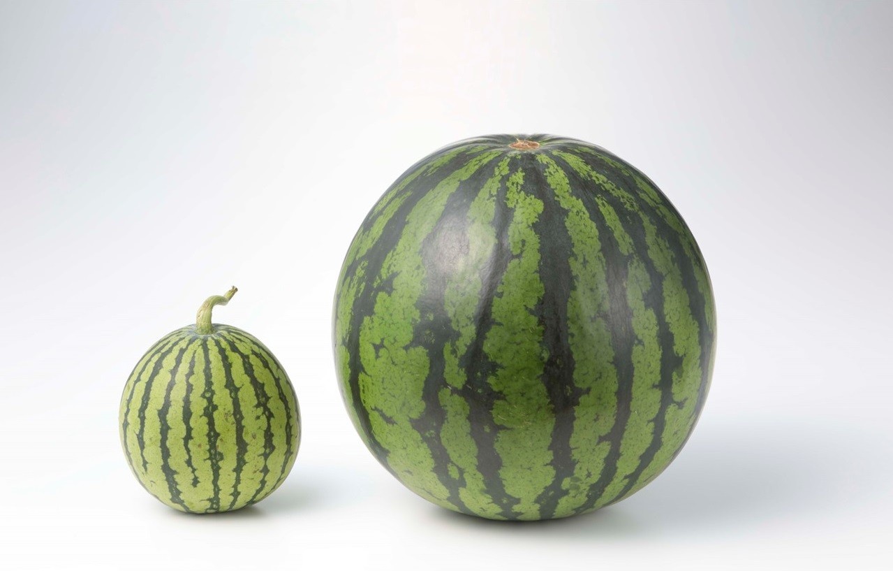 Suika (Watermelon) Extract Obanazawa 尾花沢西瓜萃取