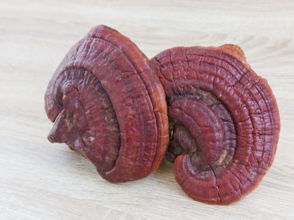 PhytoBio™ Ganoderma 妍芝菁™ 靈芝發酵産物